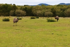 Wilsons Promontory National Park - Prom Wildlife Walk 03