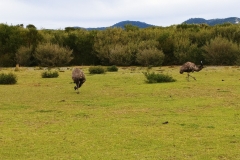 Wilsons Promontory National Park - Prom Wildlife Walk 04