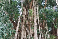 Yogyakarta - Banyan tree