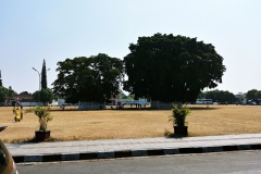 Yogyakarta - Holy banyan trees