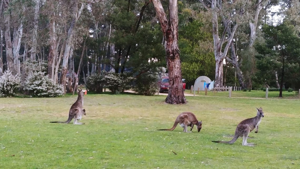 Camping with the kangaroos