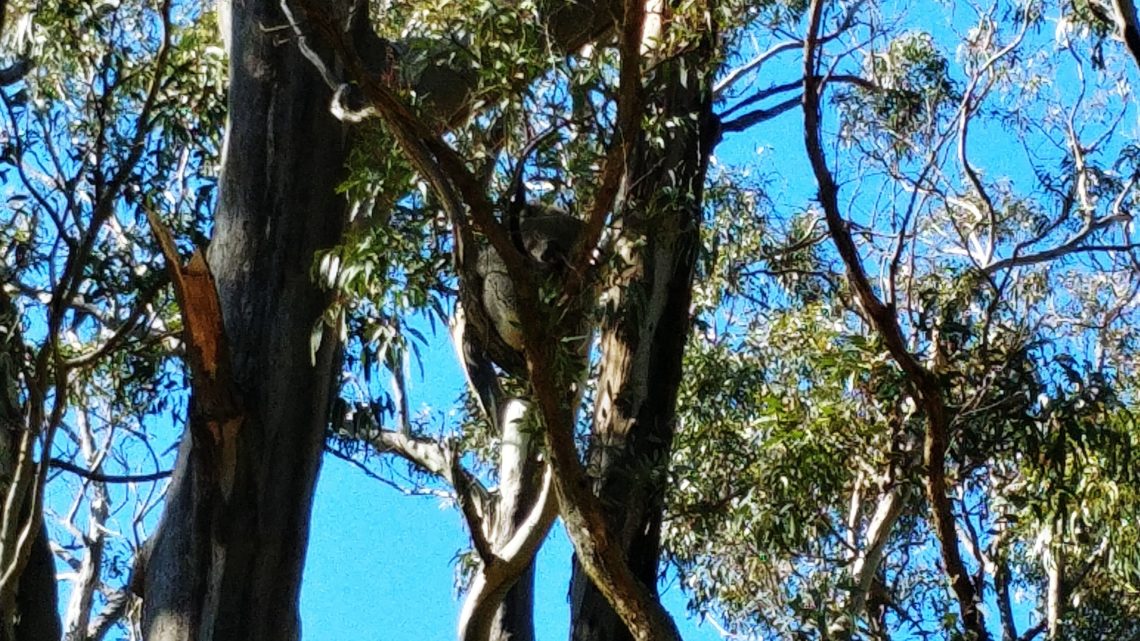 Koalas, black snails, bush camping, oh my