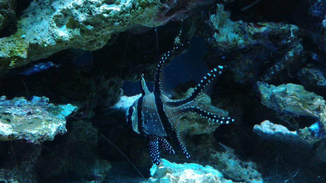 Seattle Aquarium