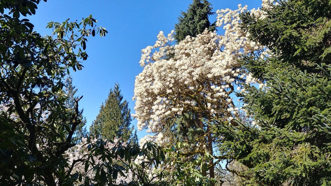 Arboretum of Seattle