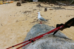 Abel Tasman National Park - 47 - Seagull