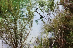 Abel Tasman National Park - 23 - Pied Cormoran