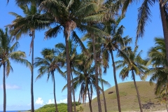 Easter Island - Anakena - Palm trees