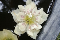 Botanic Gardens - 04 - Lotus