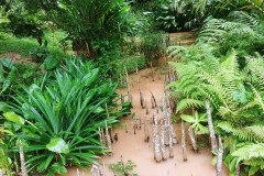 Botanical gardens - mangrove