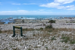 Kaikoura 27 - Seagull nesting ground