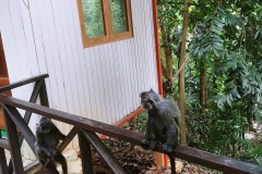 Kuala Lumpur - Monkeys on the fence