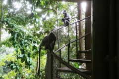 Kuala Lumpur - Monkeys on the guardrail