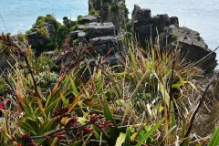 Punakaiki - Pancake rocks - 31